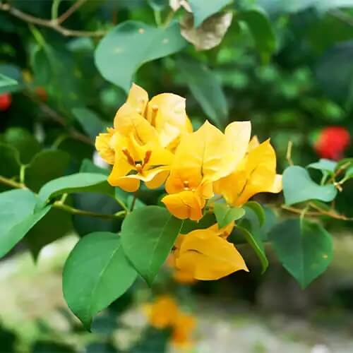 Dark Yellow Bougainvillea Seeds - Flower Plant