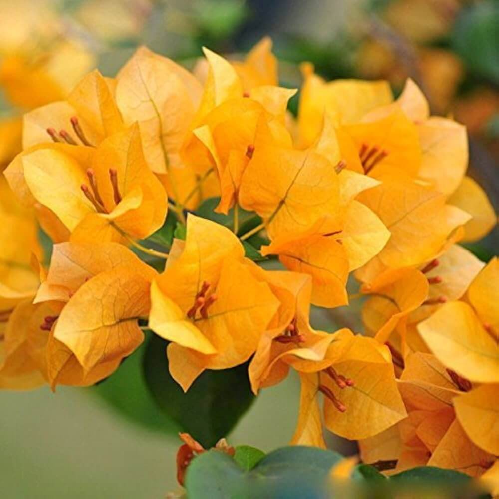 Dark Yellow Bougainvillea Seeds - Flower Plant