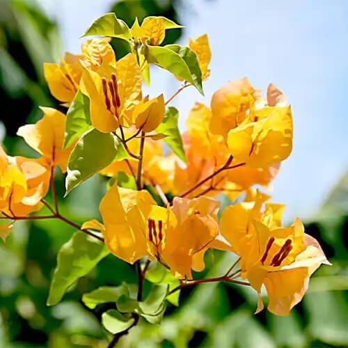 Dark Yellow Bougainvillea Seeds - Flower Plant