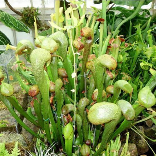 Darlingtonia Californica Cobra Lily Seeds