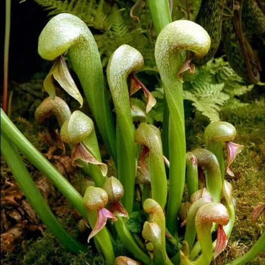 Darlingtonia Californica Cobra Plant Seeds