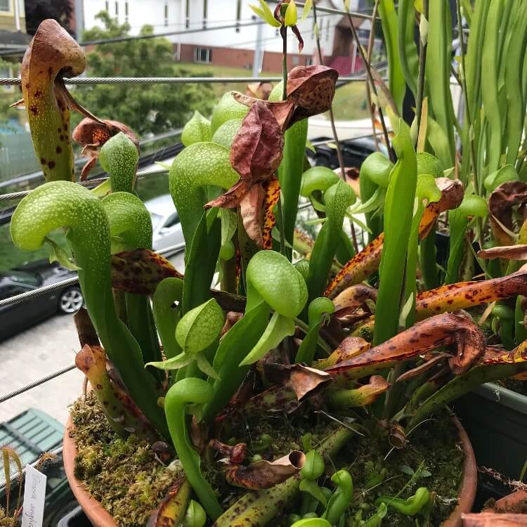 Darlingtonia Californica Seeds for Planting