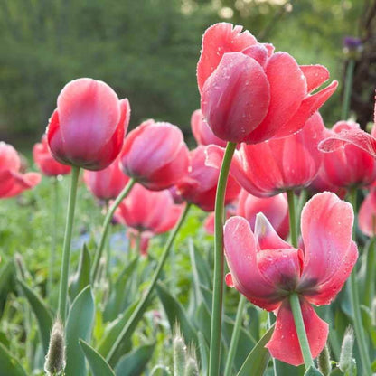 Darwin Hybrid Tulips Seeds
