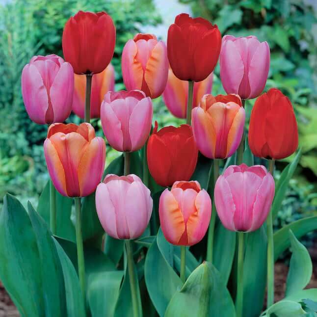 Darwin Hybrid Tulips Seeds