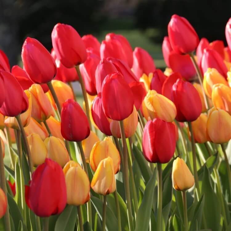 Darwin Hybrid Tulips Seeds