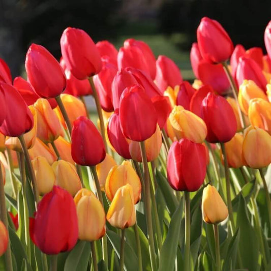 Darwin Hybrid Tulips Seeds