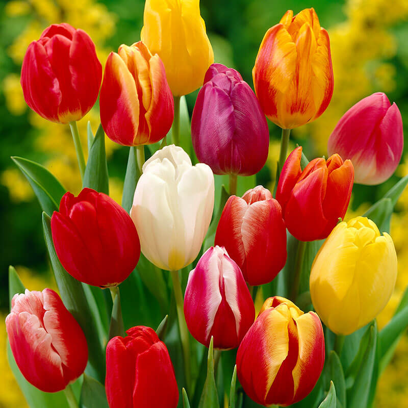 Darwin Hybrid Tulips Seeds