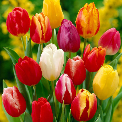 Darwin Hybrid Tulips Seeds
