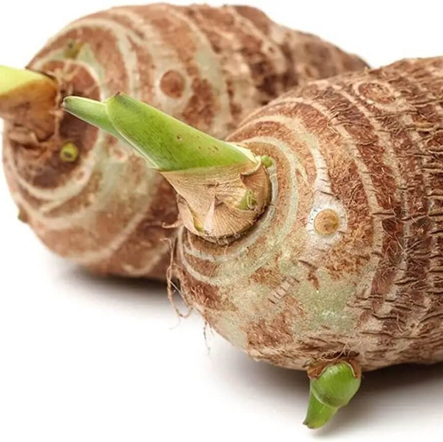 Dasheen Taro Seeds 