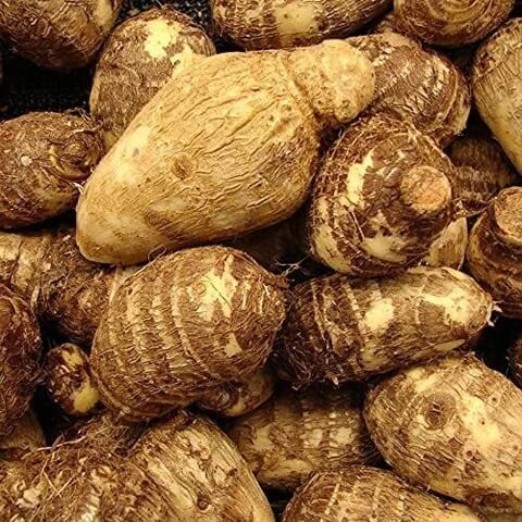 Dasheen Taro Seeds 