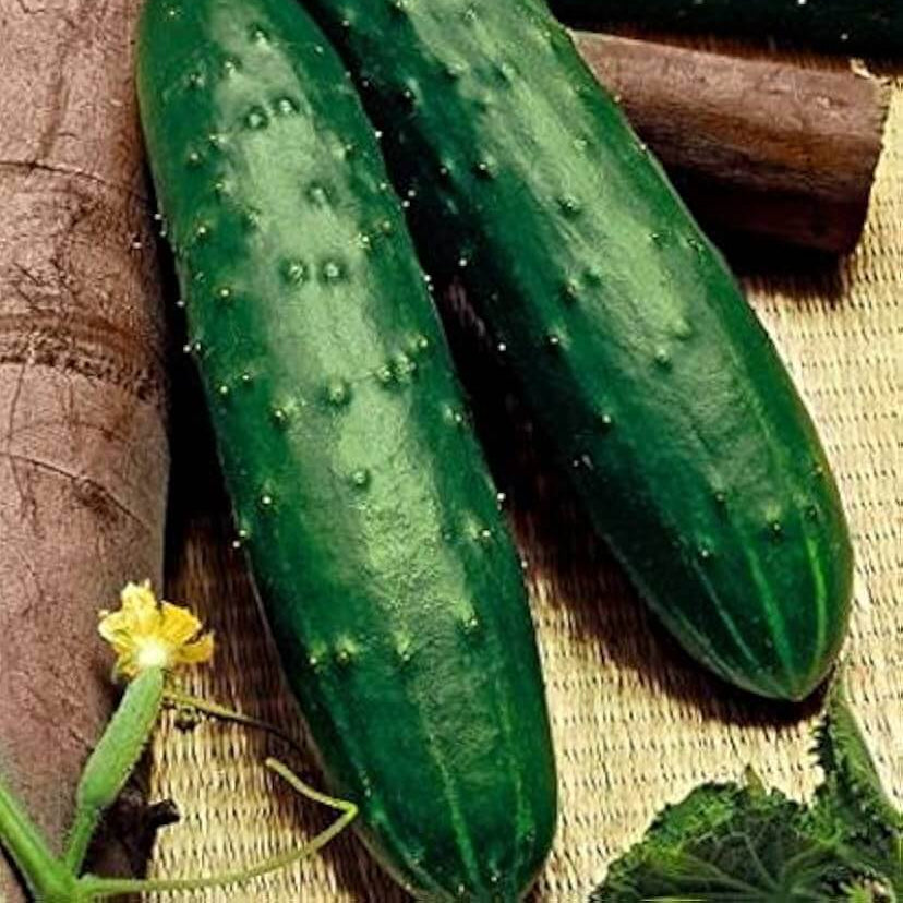 Dasher ii cucumber seeds - Vegetable Plant