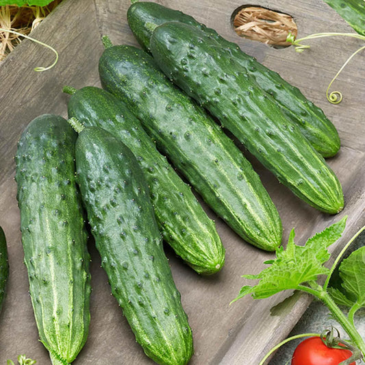 Dasher ii cucumber seeds - Vegetable Plant