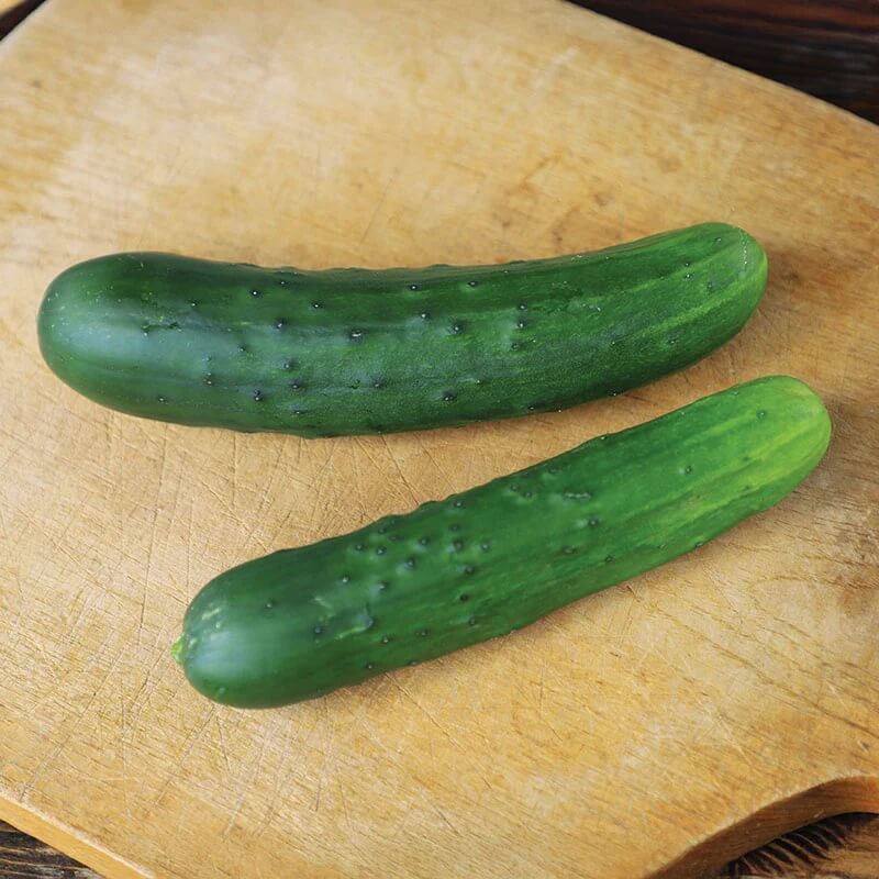 Dasher ii cucumber seeds - Vegetable Plant