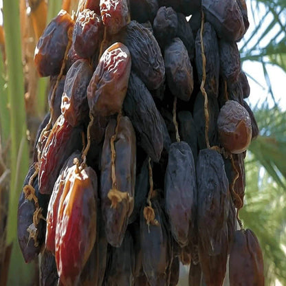 Date Seeds - Heirloom Fruit Plant for Home Gardens