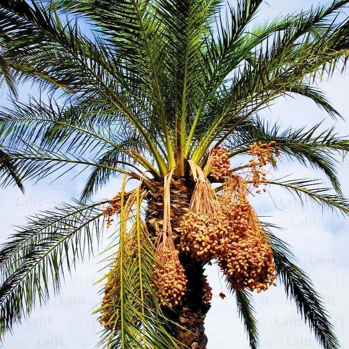Date Seeds - Heirloom Fruit Plant for Home Gardens
