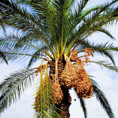 Date Seeds - Heirloom Fruit Plant for Home Gardens