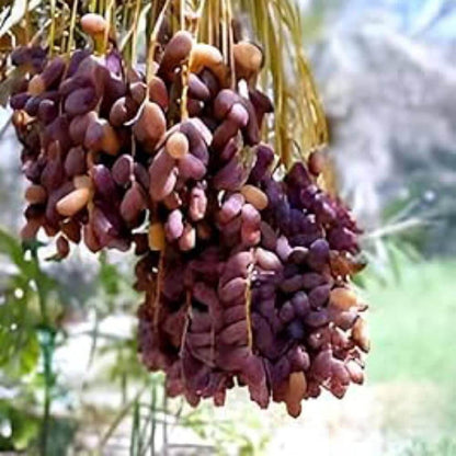 Date Seeds - Heirloom Fruit Plant for Home Gardens