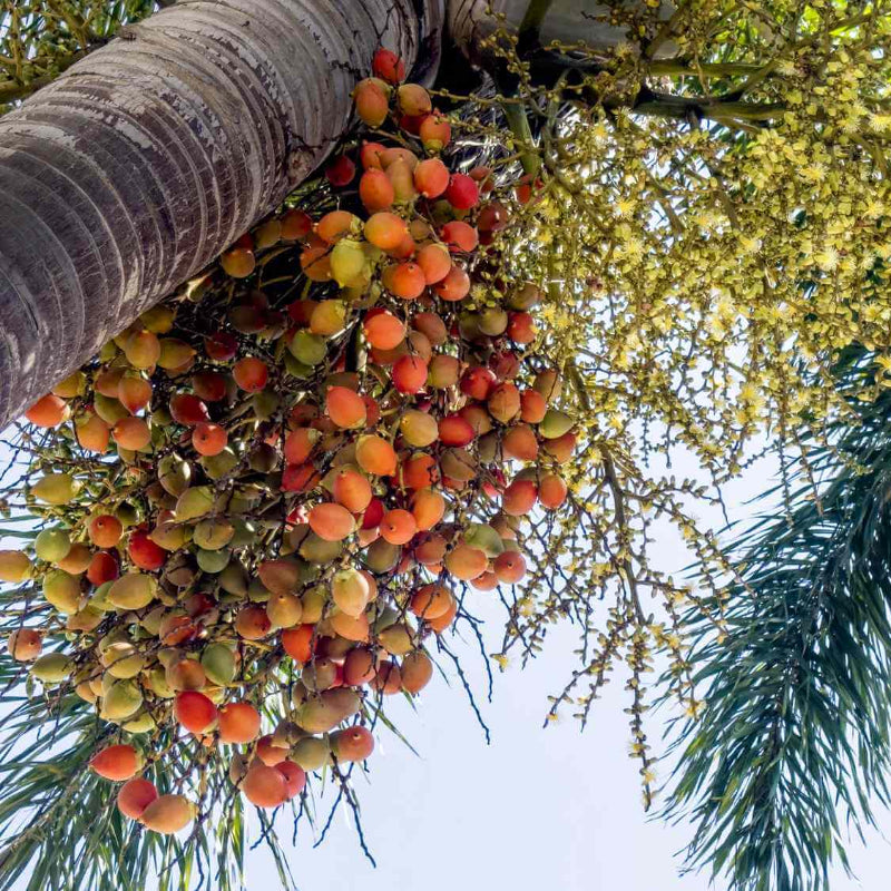 Date Seeds - Heirloom Fruit Plant for Home Gardens