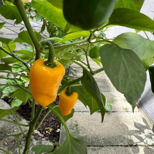 Datil Pepper Seeds  - Vegetable Plant 