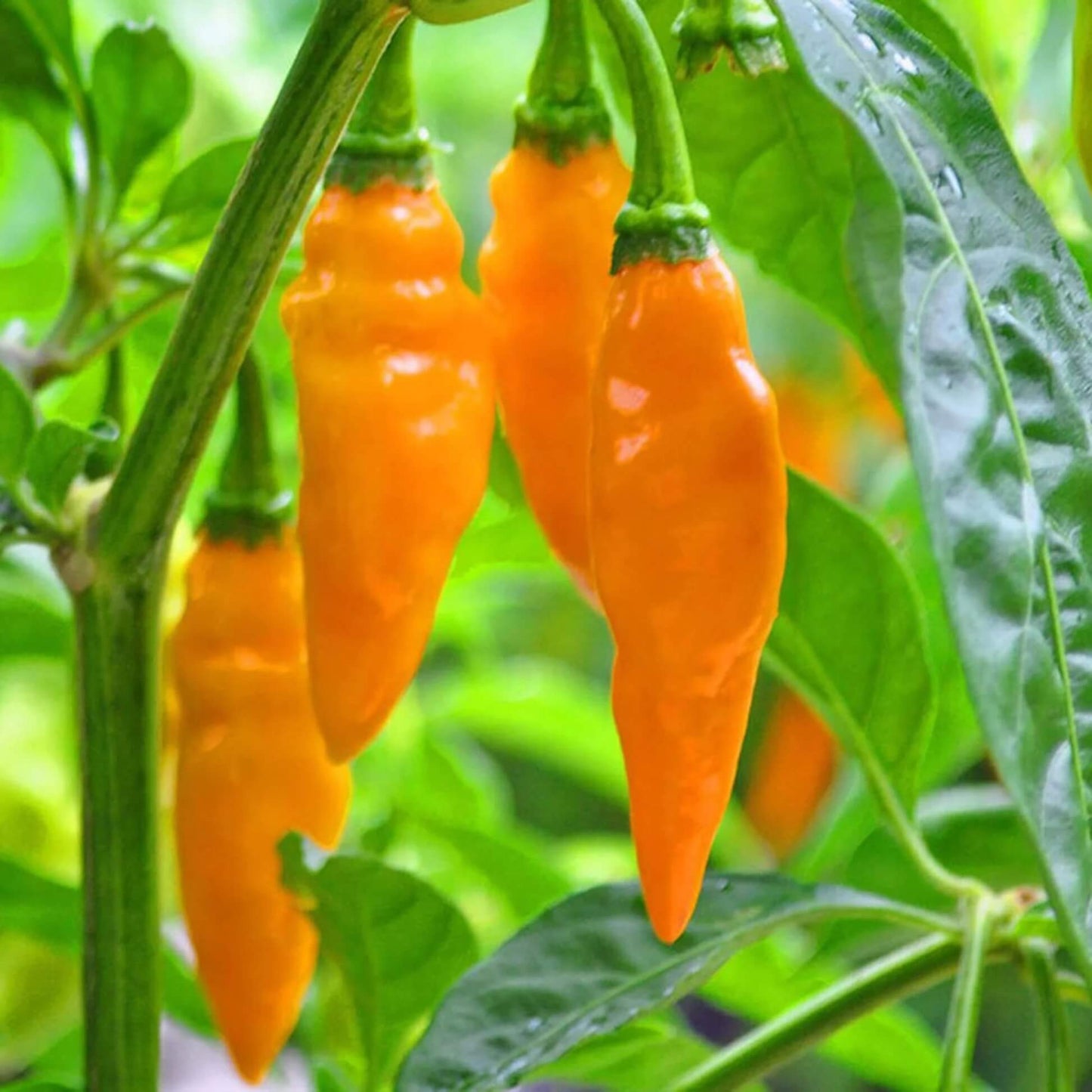 Datil Pepper Seeds  - Vegetable Plant 