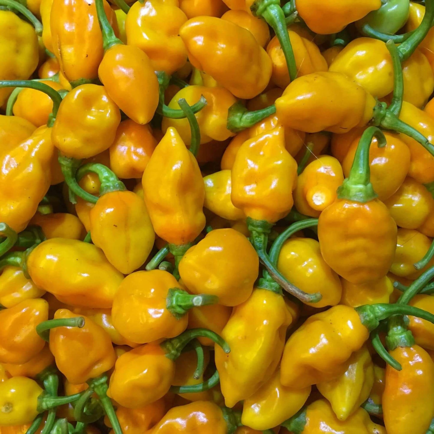 Datil Pepper Seeds  - Vegetable Plant 