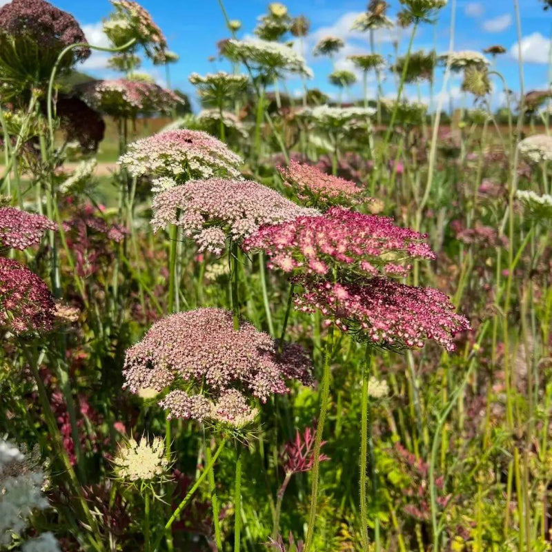 Daucus Carota Dara Seeds - Heirloom Flower Plant for Home Gardens