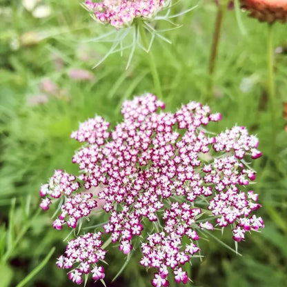 Daucus Carota Dara Seeds - Heirloom Flower Plant for Home Gardens