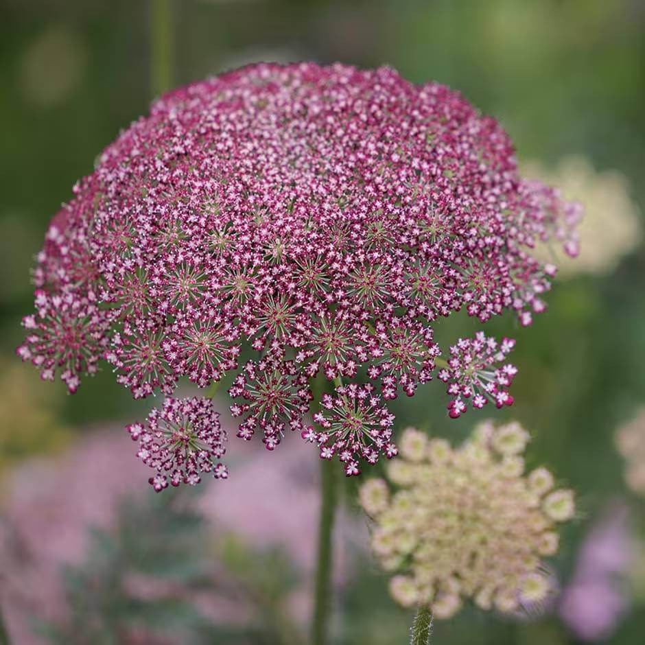Daucus Carota Dara Seeds - Heirloom Flower Plant for Home Gardens