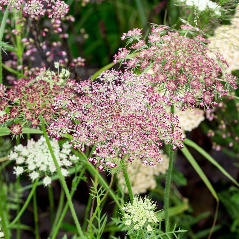 Daucus Carota Dara Seeds - Heirloom Flower Plant for Home Gardens