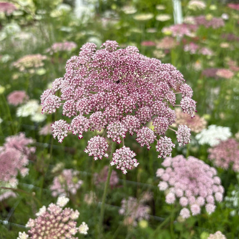 Daucus Carota Seeds - Heirloom Flower Plant for Home Gardens
