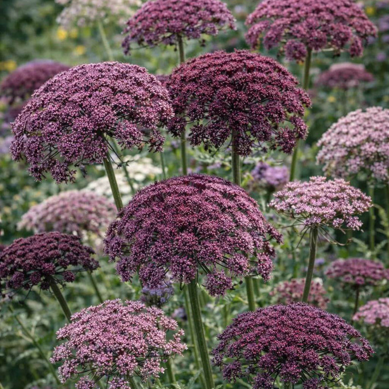 Daucus Carota Seeds - Heirloom Flower Plant for Home Gardens