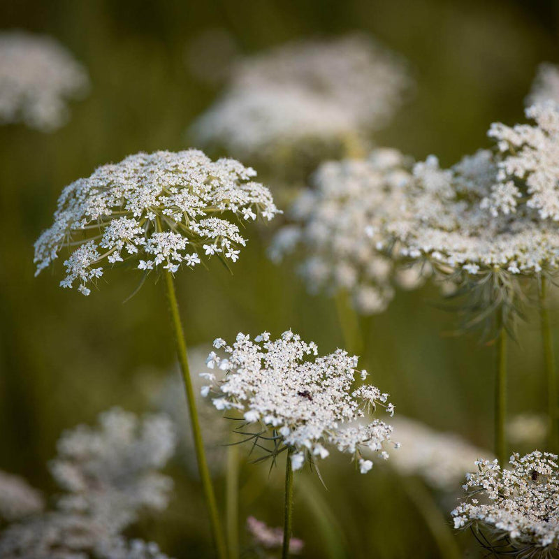Daucus Carota Seeds - Heirloom Flower Plant for Home Gardens