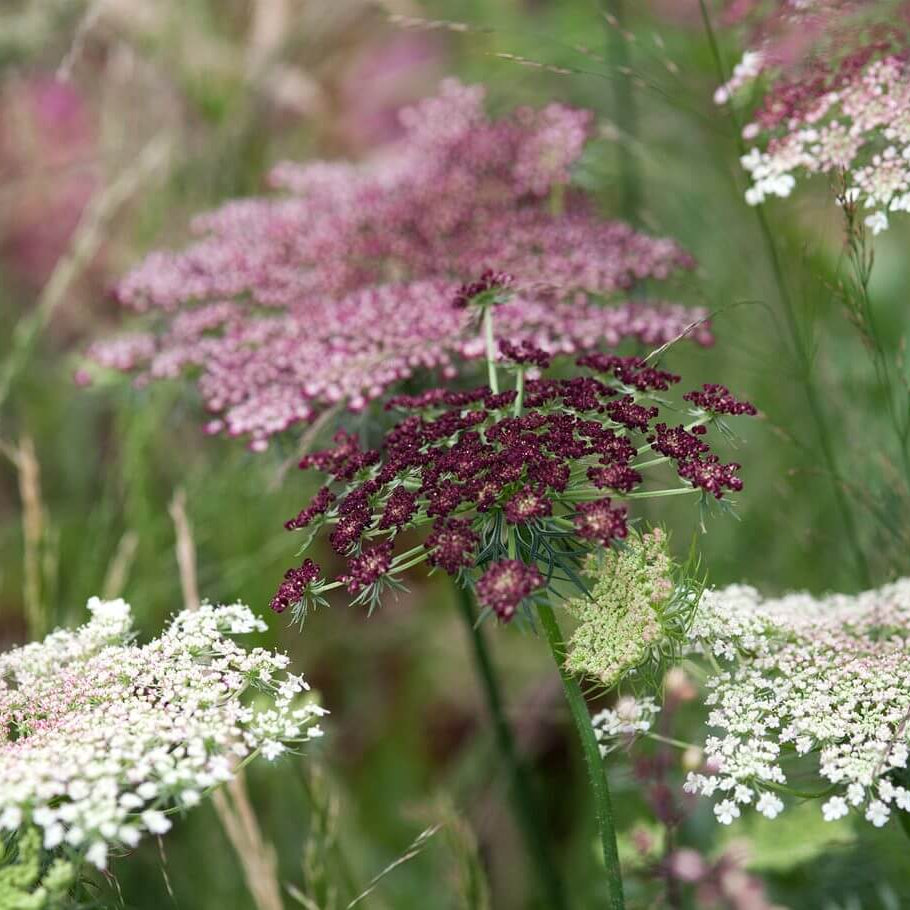 Daucus Carota Seeds - Heirloom Flower Plant for Home Gardens