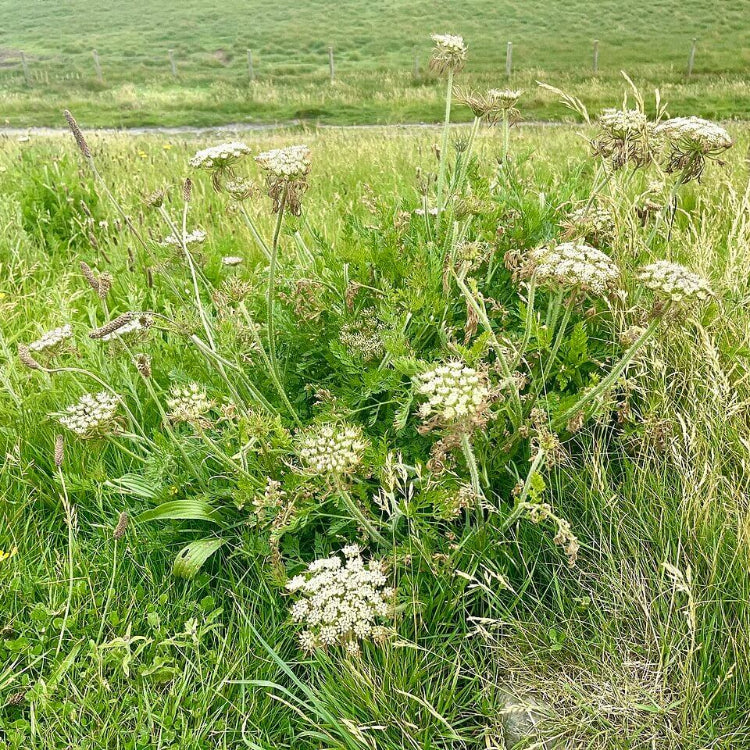 Daucus Seeds - Heirloom Flower Plant for Home Gardens