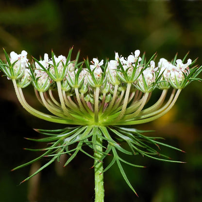 Daucus Seeds - Heirloom Flower Plant for Home Gardens