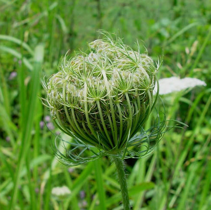 Daucus Seeds - Heirloom Flower Plant for Home Gardens