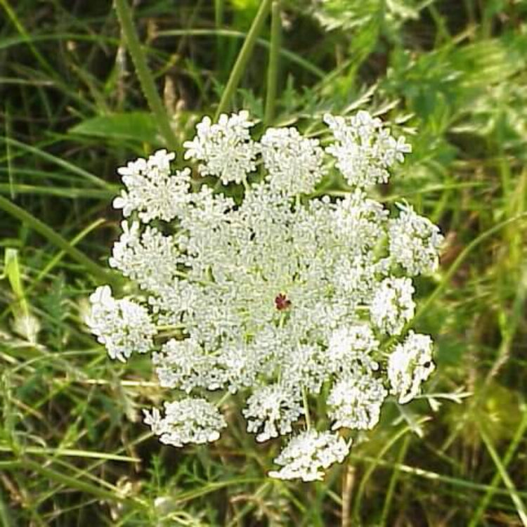 Daucus Seeds - Heirloom Flower Plant for Home Gardens