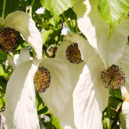 Davidia Involucrata Seeds - Ornamental Flower Plant for Home Gardens