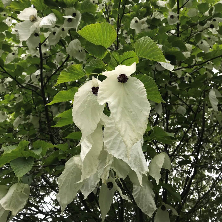 Davidia Involucrata Seeds - Ornamental Flower Plant for Home Gardens
