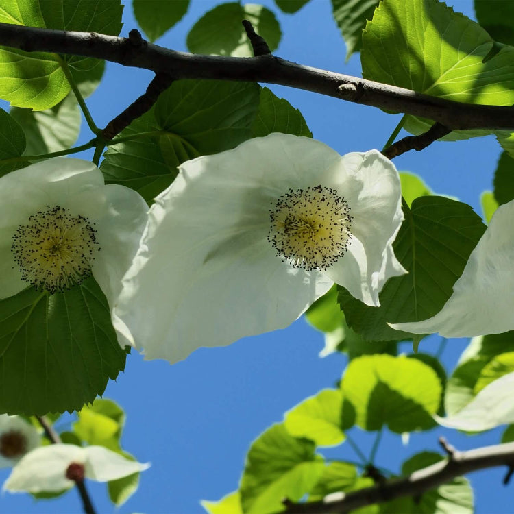 Davidia Involucrata Seeds - Ornamental Flower Plant for Home Gardens