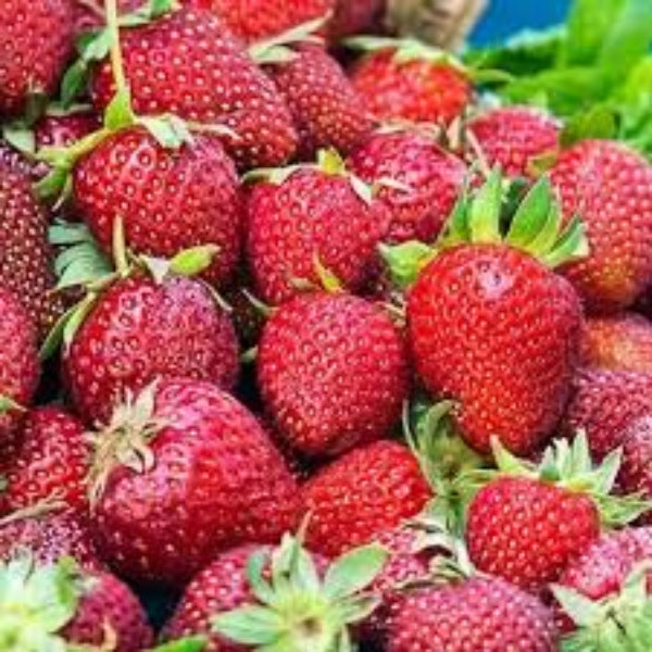 Day Neutral Strawberry Seeds - Fruit Plant