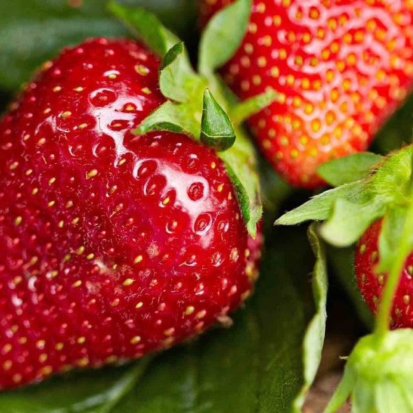 Day Neutral Strawberry Seeds - Fruit Plant