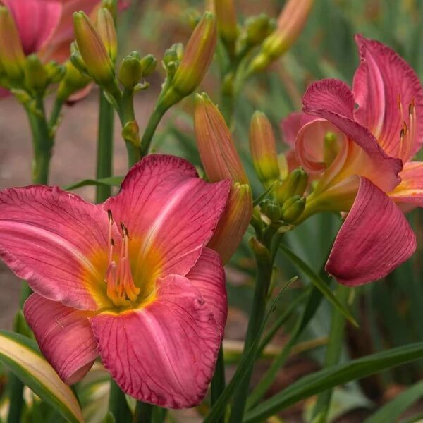 Daylilies Seeds for Sale - Heirloom Flower Plant for Home Gardens