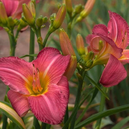 Daylilies Seeds for Sale - Heirloom Flower Plant for Home Gardens