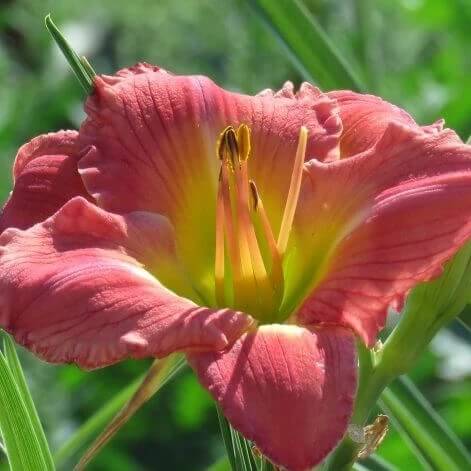 Daylilies Seeds for Sale - Heirloom Flower Plant for Home Gardens