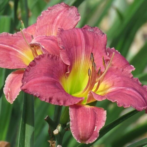 Daylilies Seeds for Sale - Heirloom Flower Plant for Home Gardens