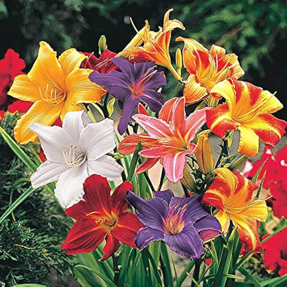 Daylily Seeds - Flower Plant for Home Gardens