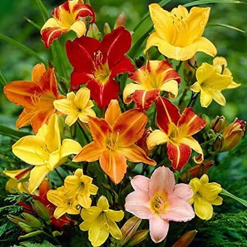 Daylily Seeds - Flower Plant for Home Gardens