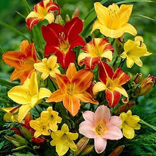 Daylily Seeds - Flower Plant for Home Gardens
