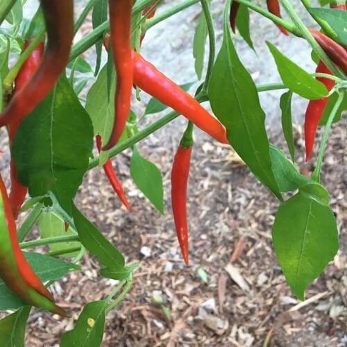 De Arbol Pepper Seeds - Vegetable Plant